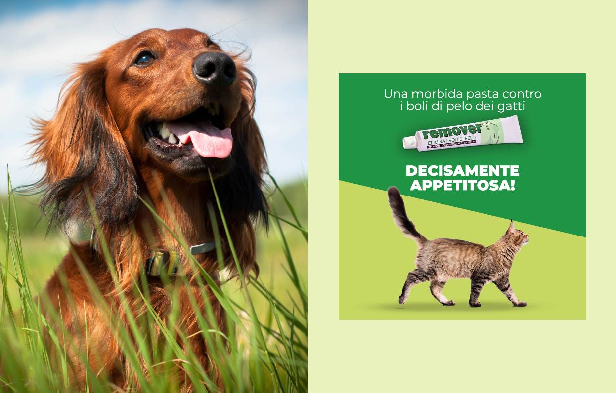 Msd Reklame MSD Animal Health - Selll